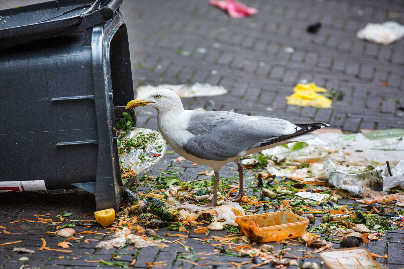 meeuw en vuilnis meeuw en vuilnis